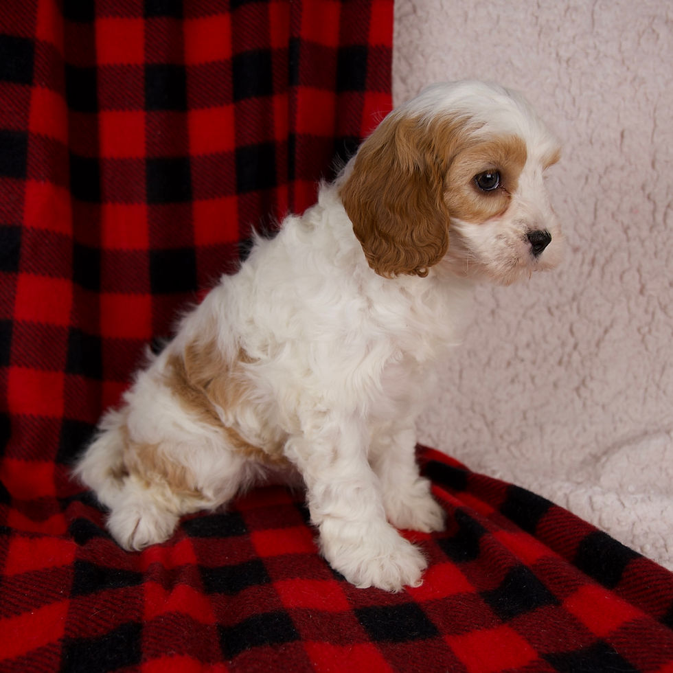 Cavapoo