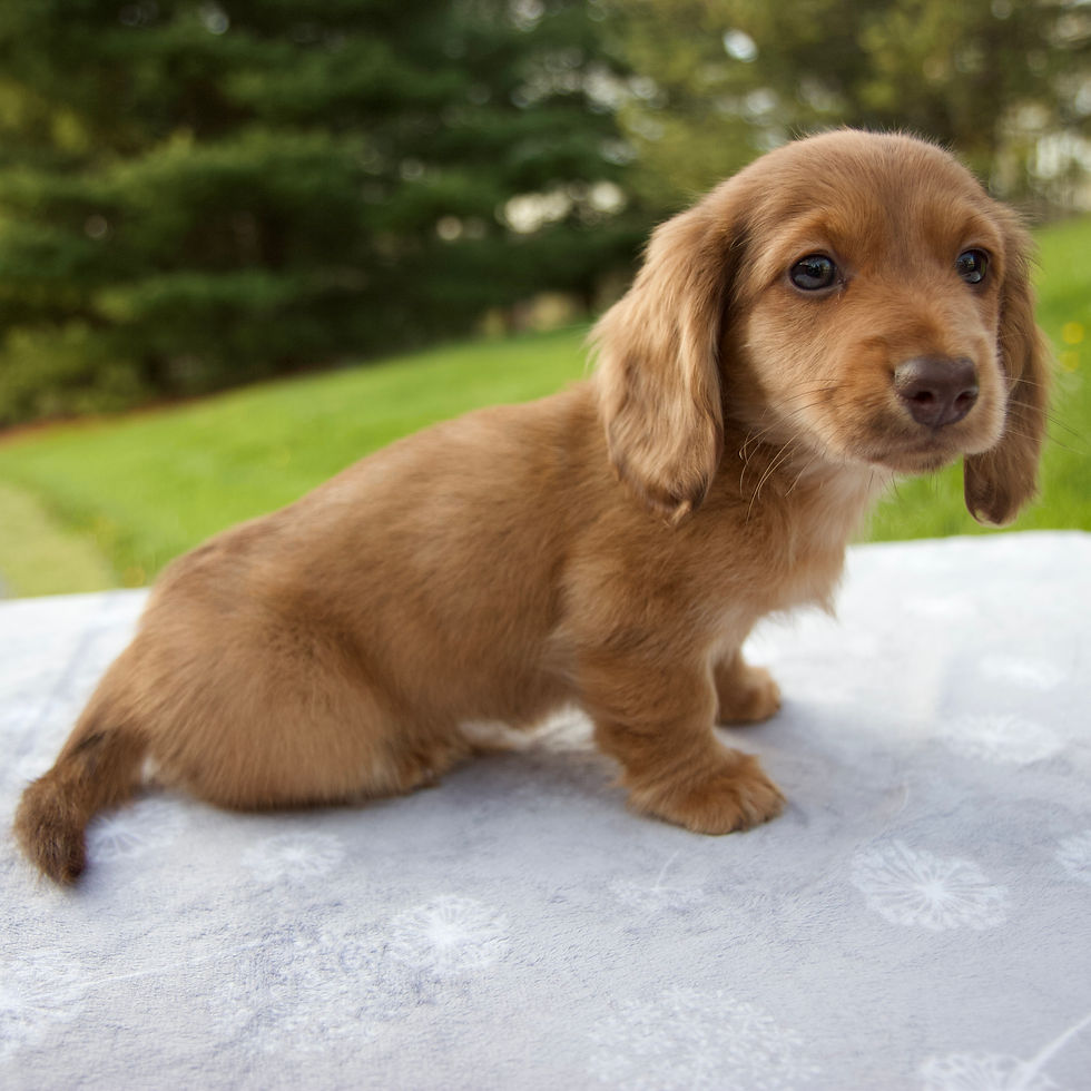 Thumbnail: Kennedy Dachshund