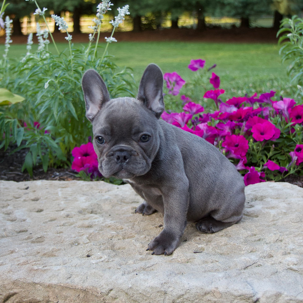 Thumbnail: French Bulldog