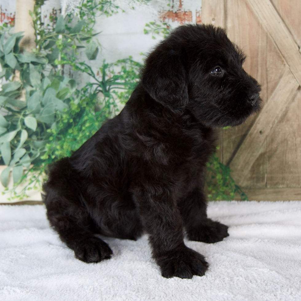 Thumbnail: Giant Schnauzer