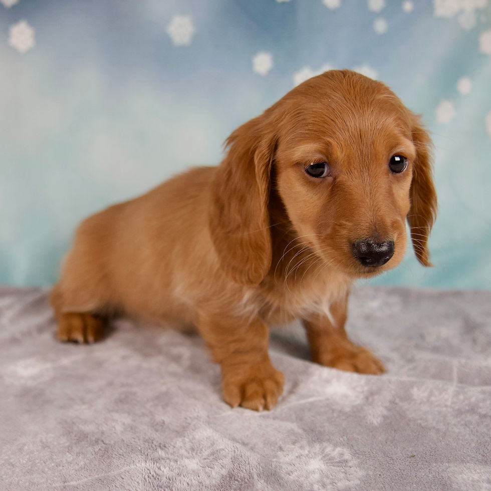 Thumbnail: Miniature Dachshund