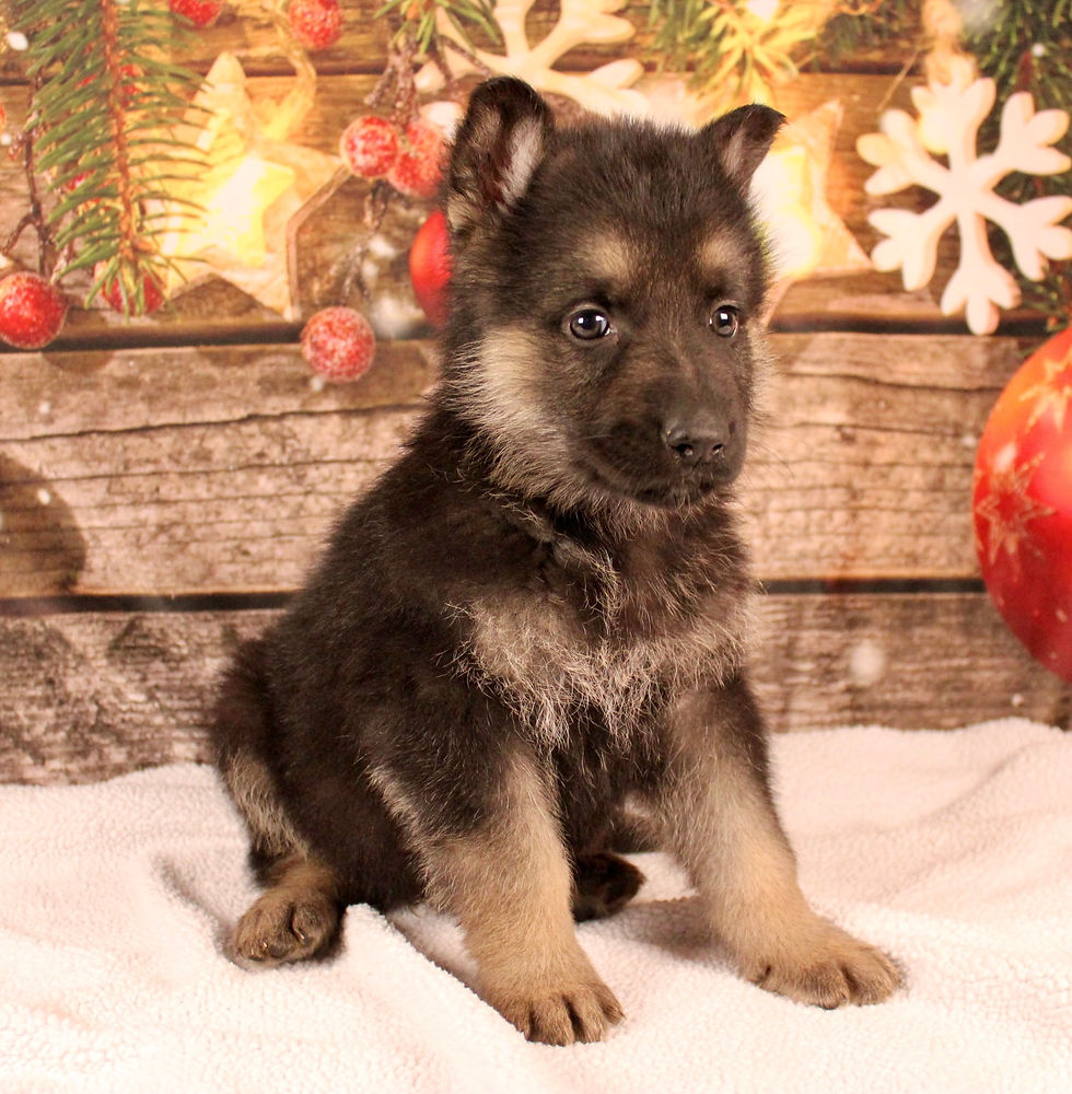 Thumbnail: German Shepherd