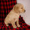 Thumbnail: Tigger Golden Retriever