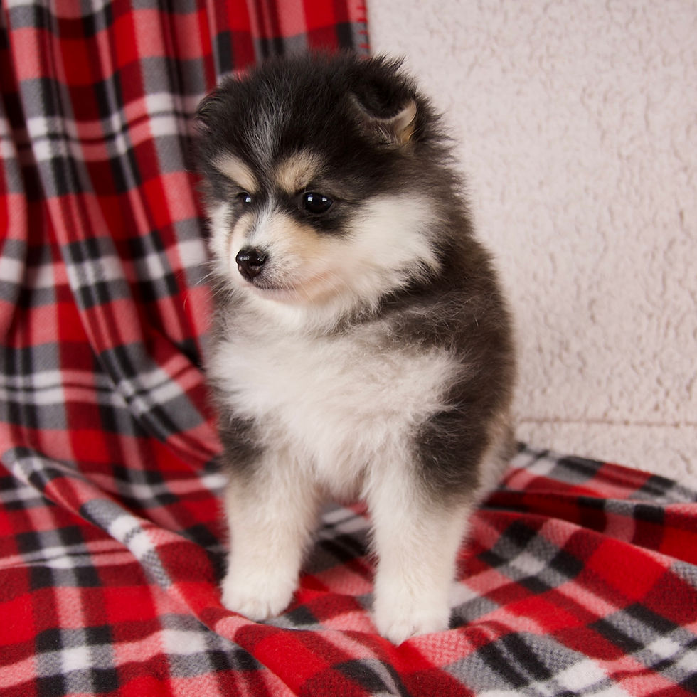 Thumbnail: Jasper Pomsky