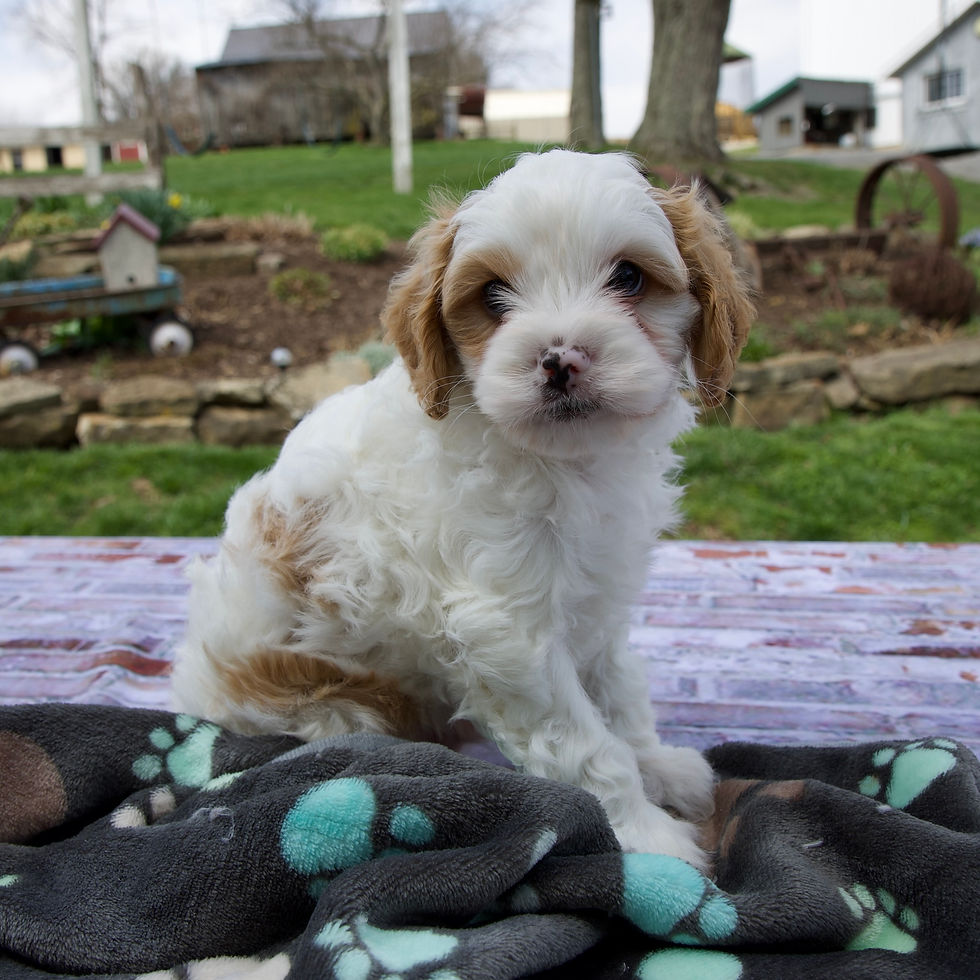 Thumbnail: Leo Cavapoo