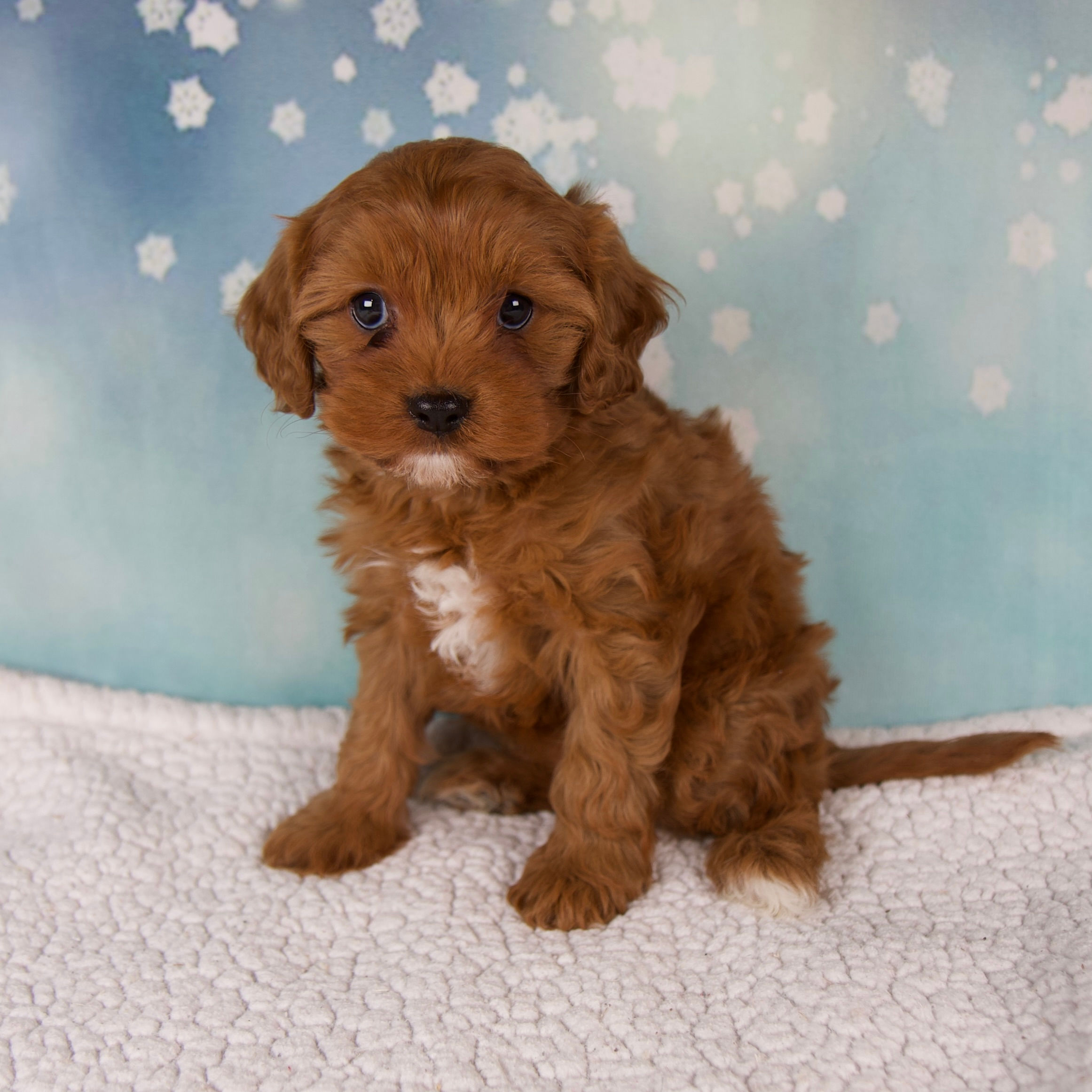 Eden Cavapoo
