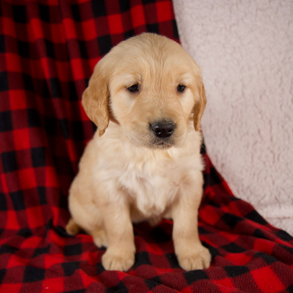 Thumbnail: Golden Retriever