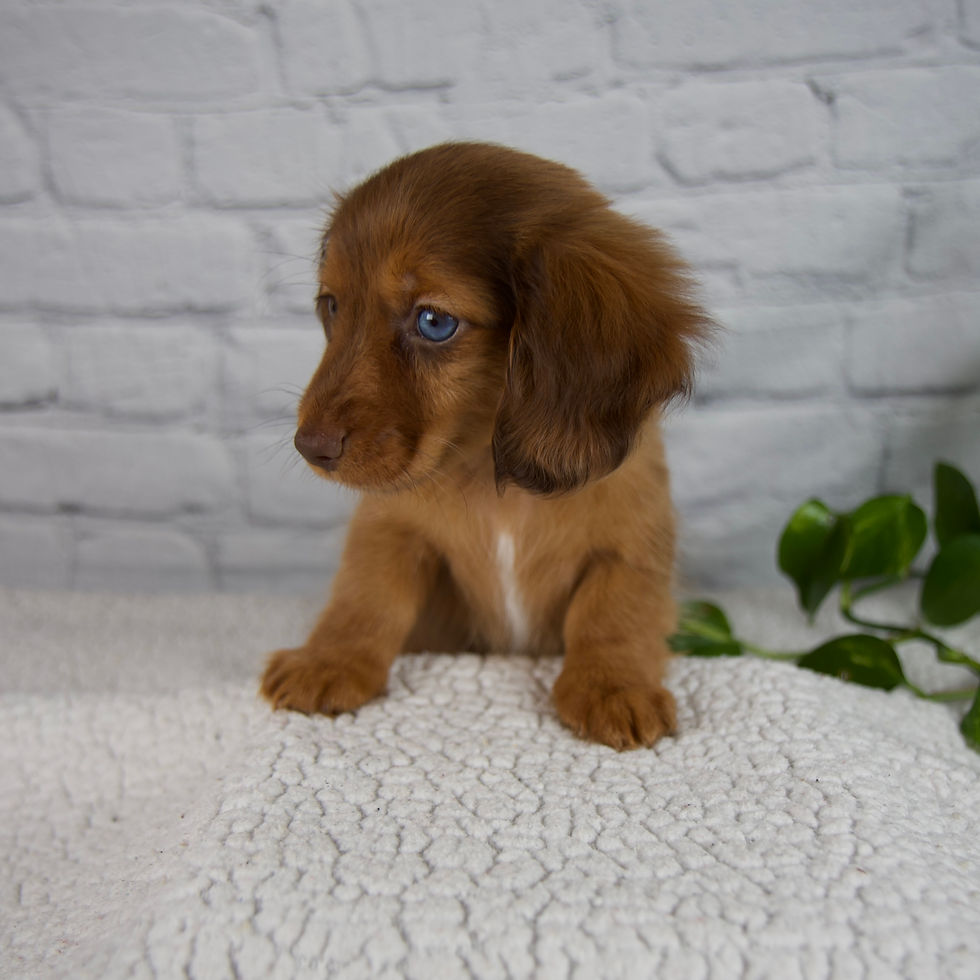 Thumbnail: Dachshund