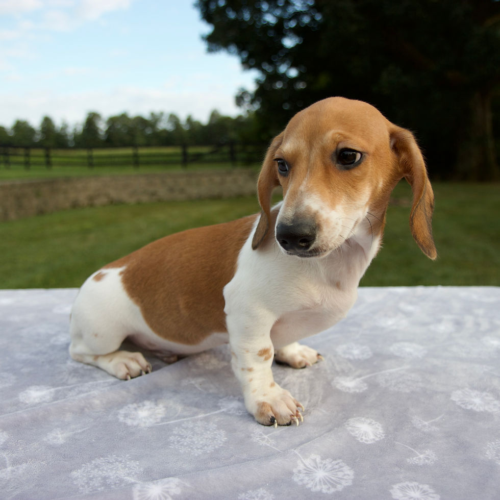 Thumbnail: dachshund
