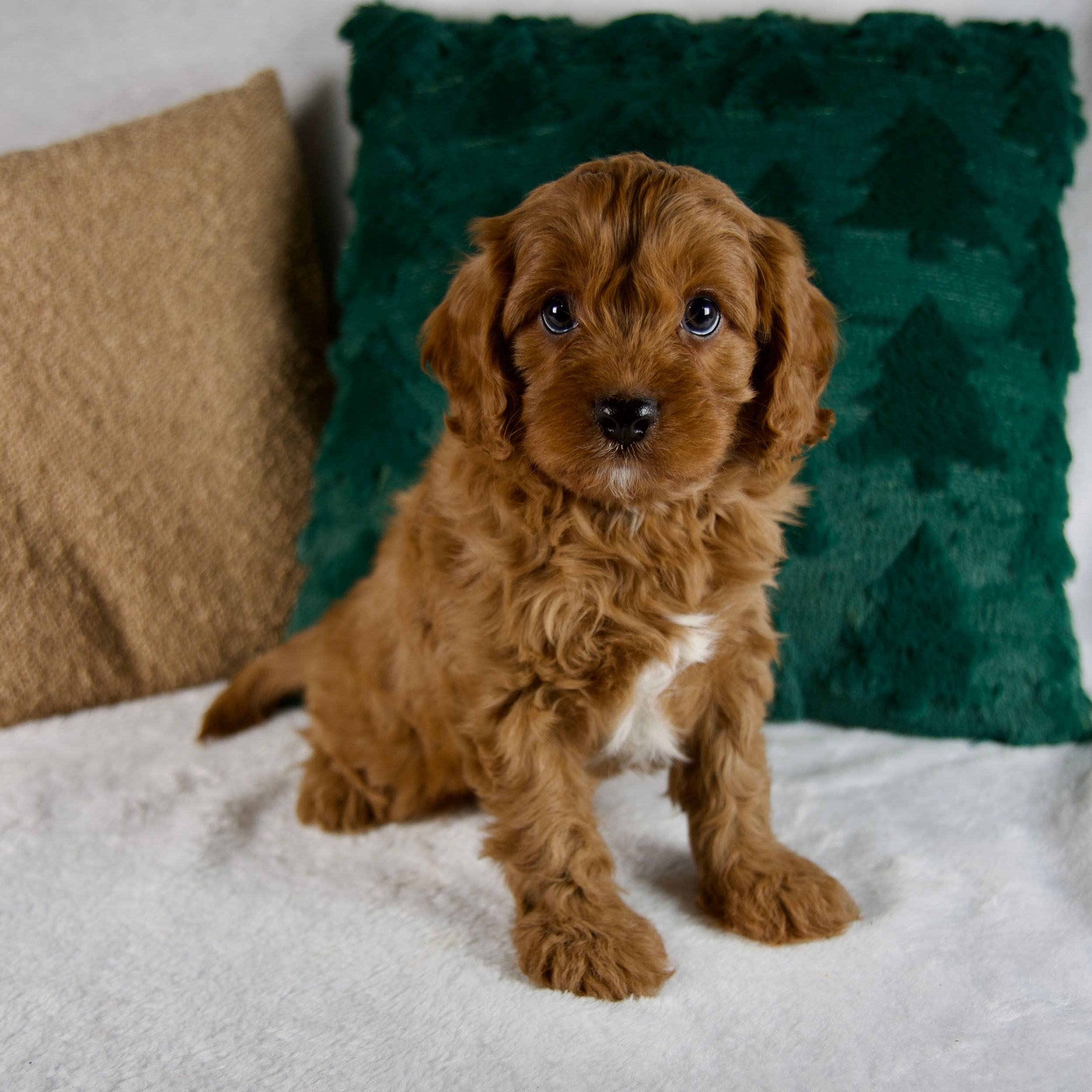 Cavapoo