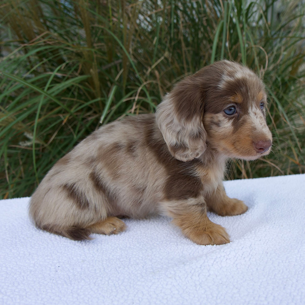 Thumbnail: Miniature Dachshund