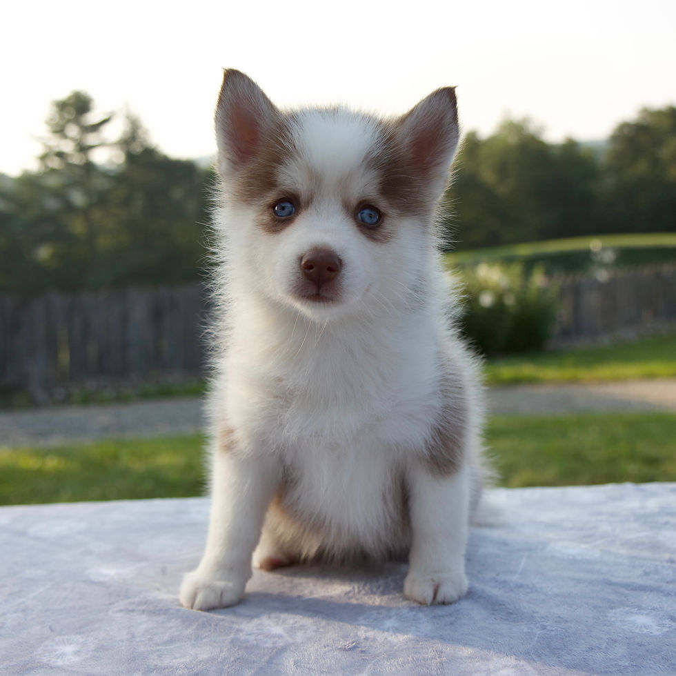 Pomsky