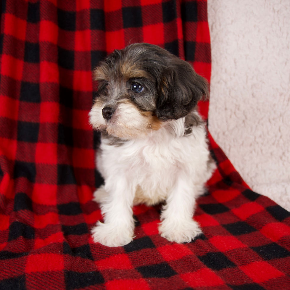 Thumbnail: cavapoo