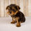 Thumbnail: Yorkie