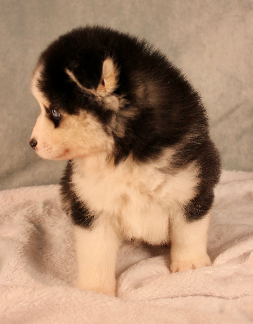 Thumbnail: pomsky