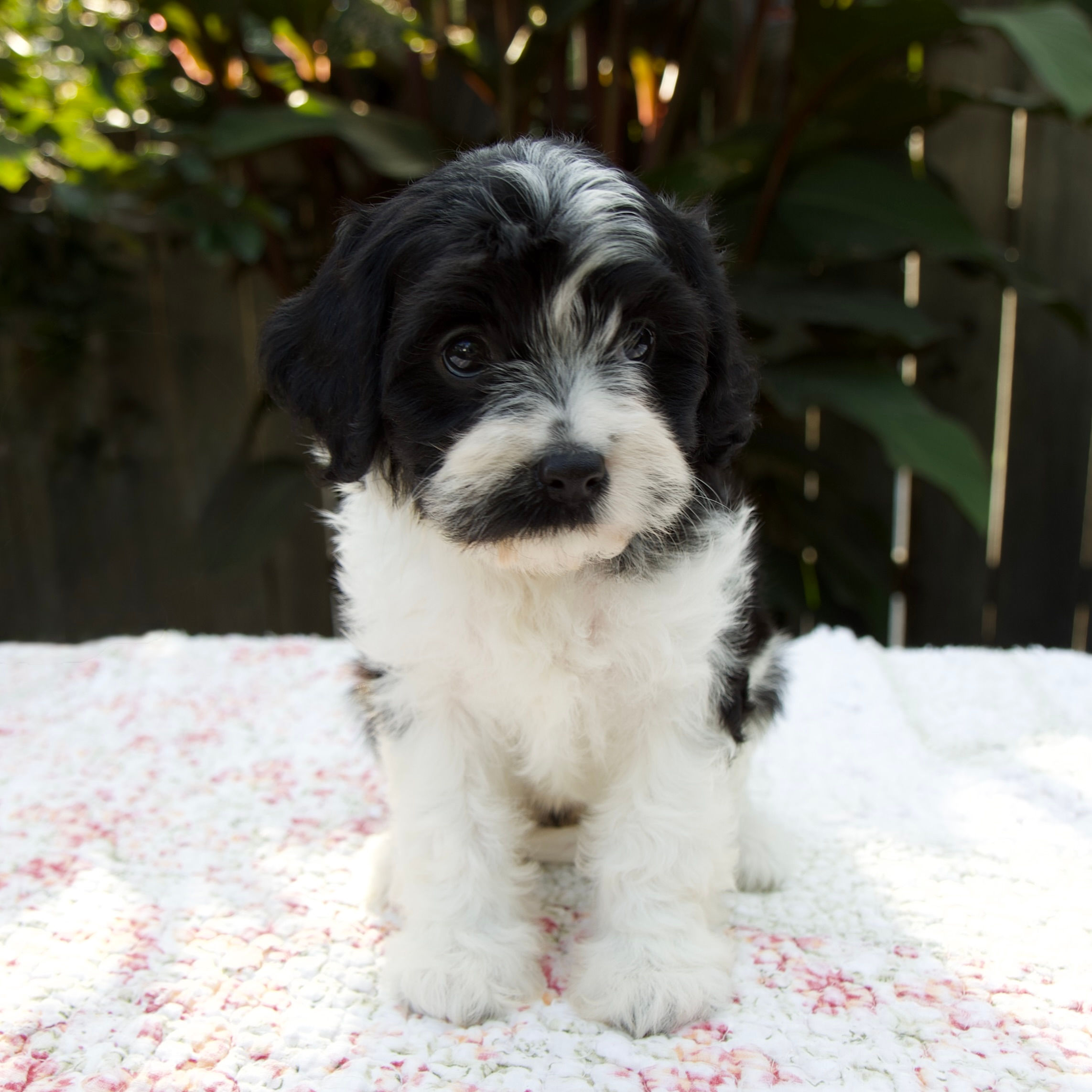Flora Cavapoo