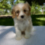 Cavapoo