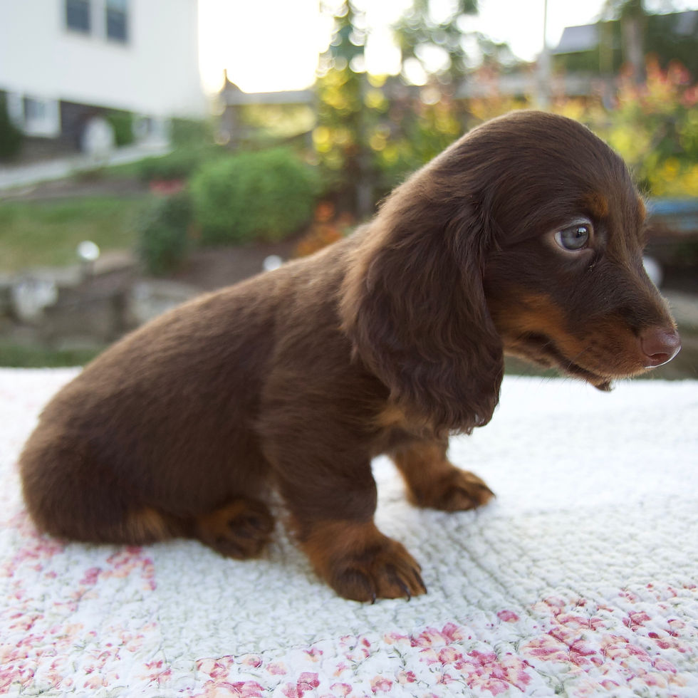 Thumbnail: Niles Mini Dachshund