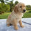 Thumbnail: Golden Retriever