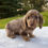 Thumbnail: Lexi Dachshund