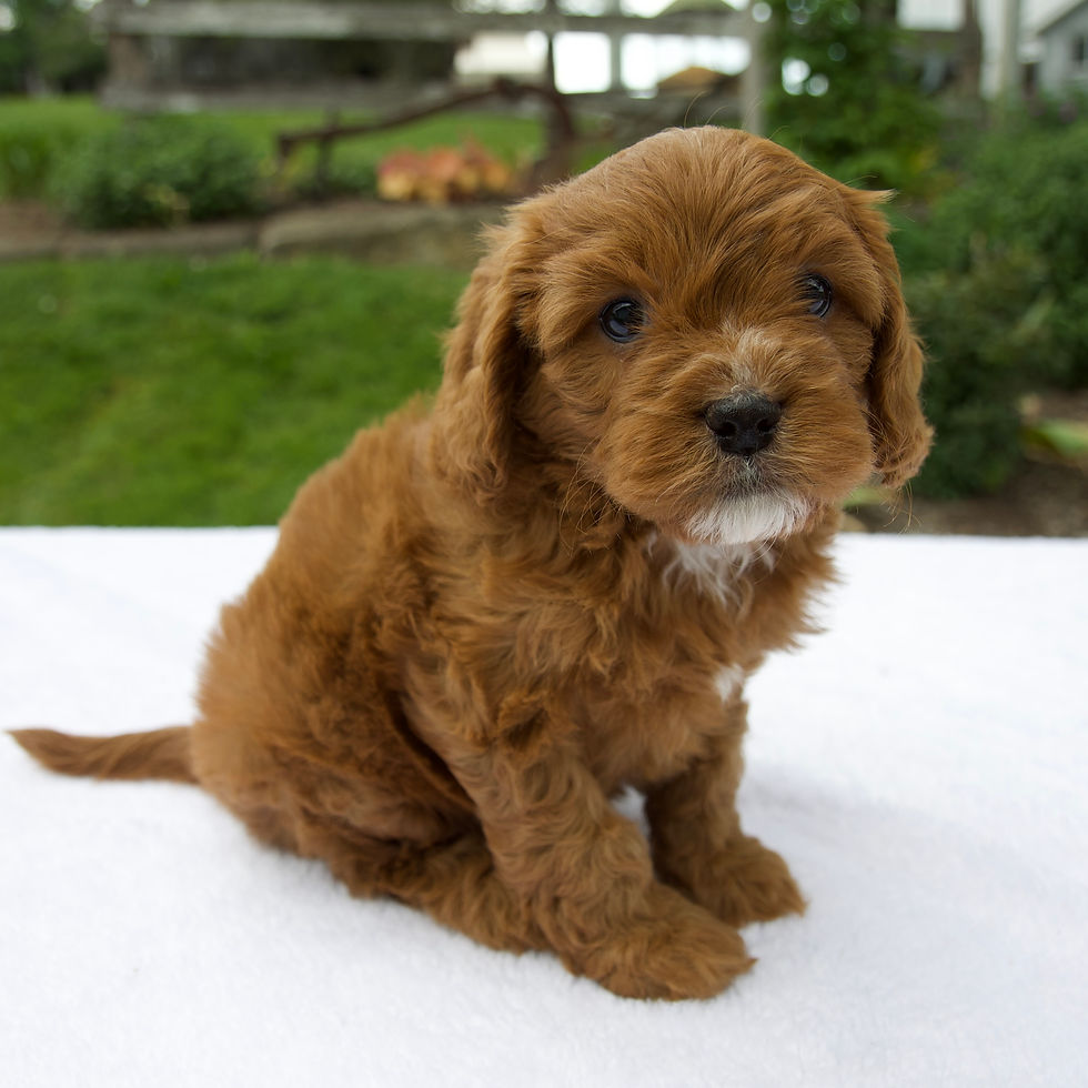 Thumbnail: Remington Cavapoo