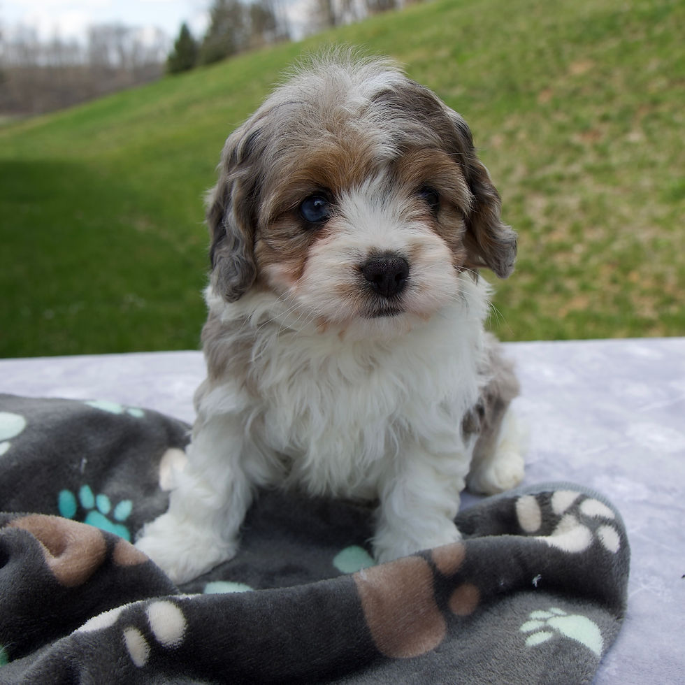 Thumbnail: Bliss Cavapoo
