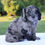 Thumbnail: Dachshund Mix