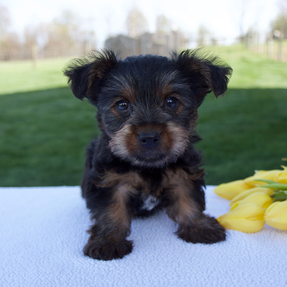 Thumbnail: Mason Yorkshire Terrier