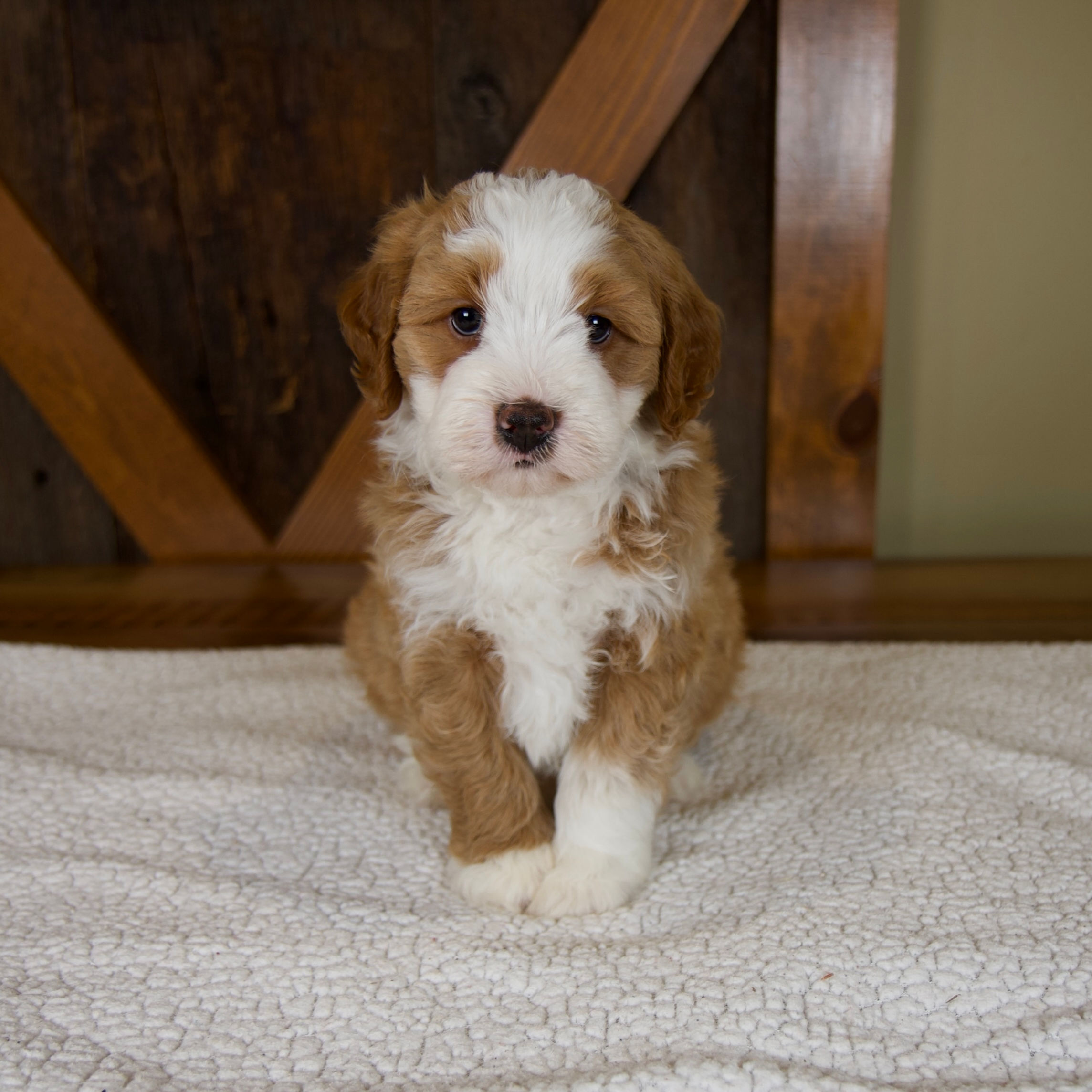 Sanderson Mini Bernedoodle