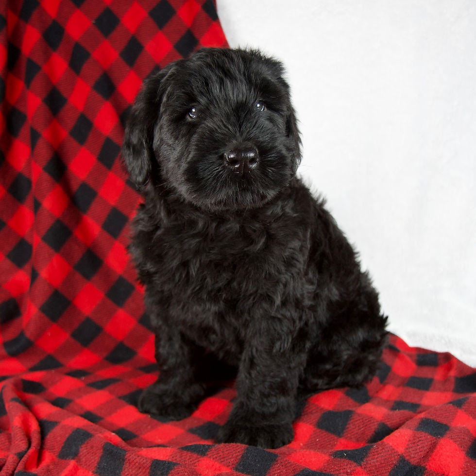 Thumbnail: Giant Schnauzer