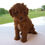 Thumbnail: Poodle