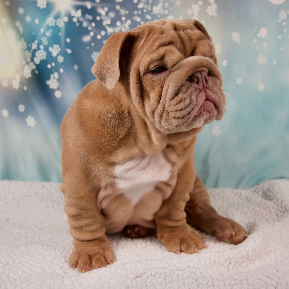 Thumbnail: English Bulldog