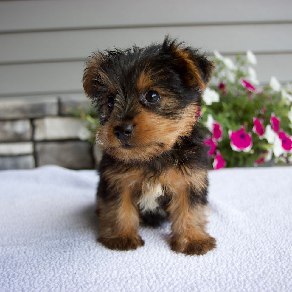 Thumbnail: River Yorkie