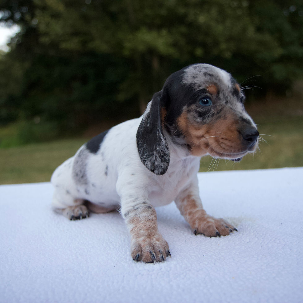 Thumbnail: Ginger Mini Dachshund
