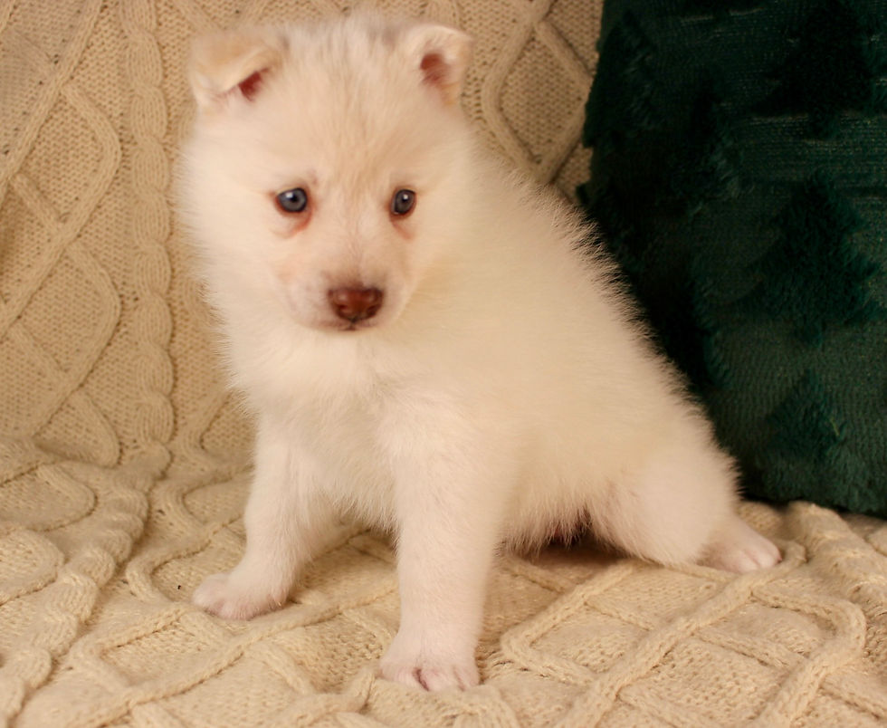 Thumbnail: pomsky