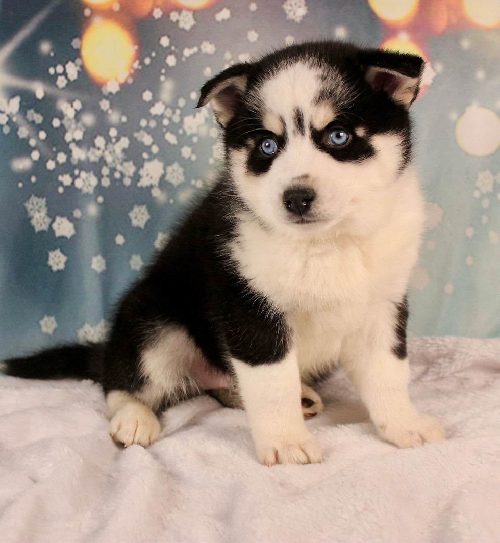 Thumbnail: Pomsky