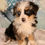 Thumbnail: Sage Mini Bernedoodle