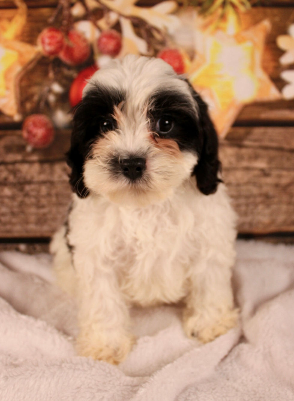Thumbnail: cavapoo