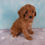 Thumbnail: Thea Cavapoo