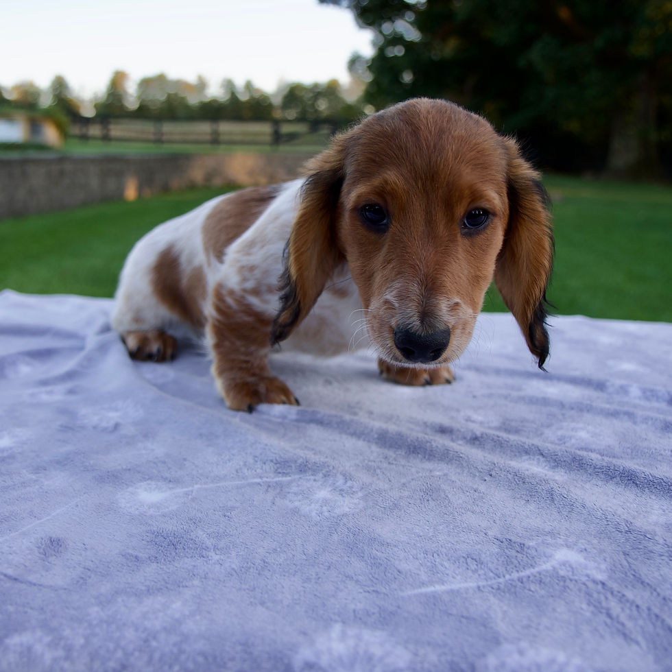 Thumbnail: Gage Miniature Dachshund