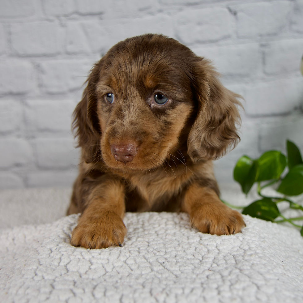 Thumbnail: Dachshund