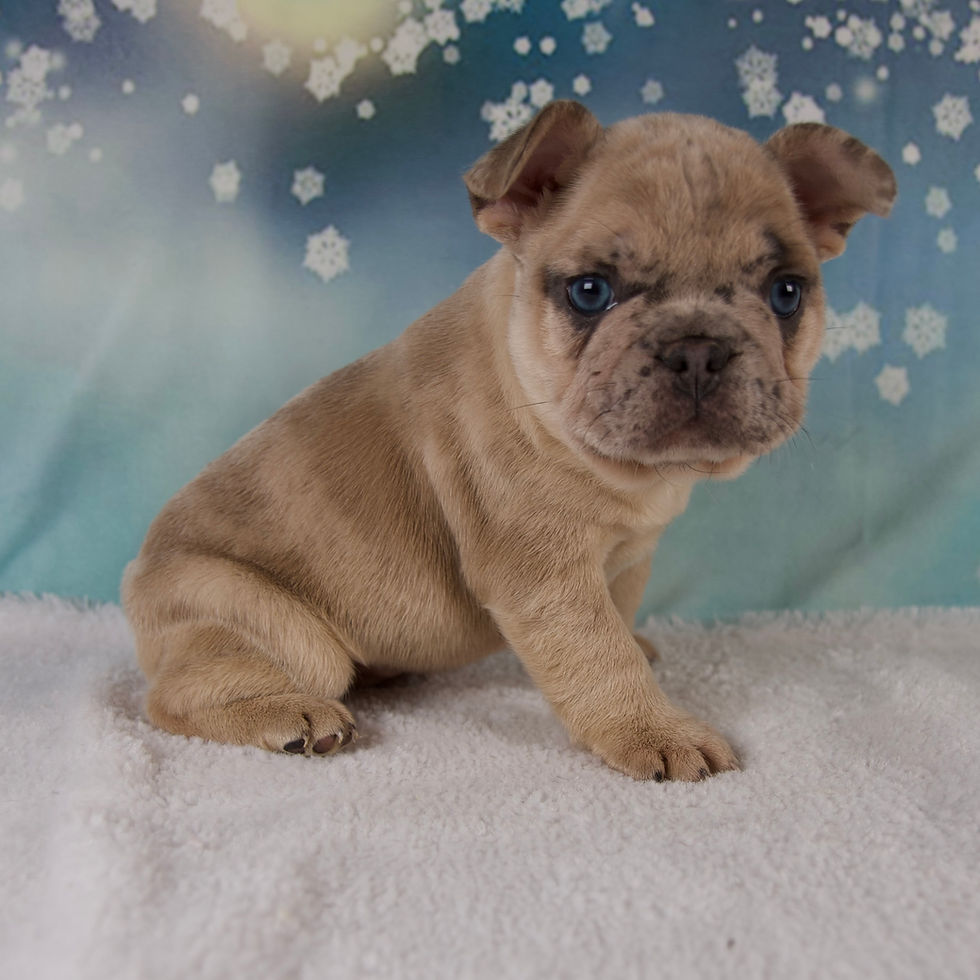 Thumbnail: French Bulldog
