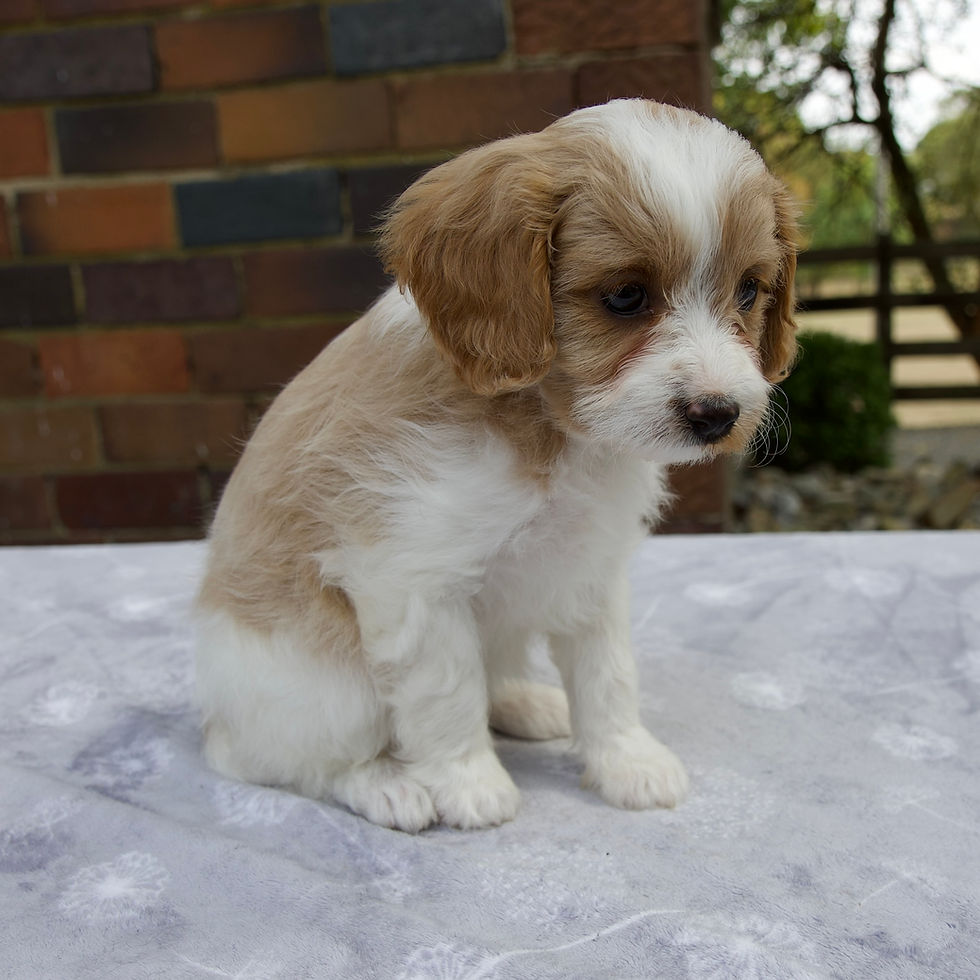 Thumbnail: Cavapoo