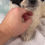 Thumbnail: Travis Yorkiepoo