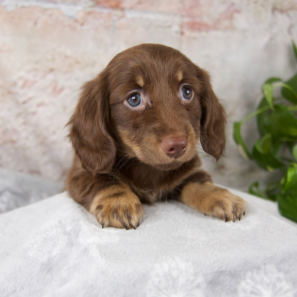 Thumbnail: Oakley Mini Dachshund
