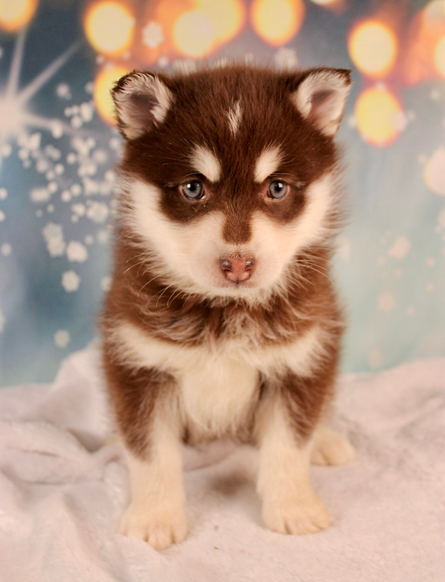 Pomsky