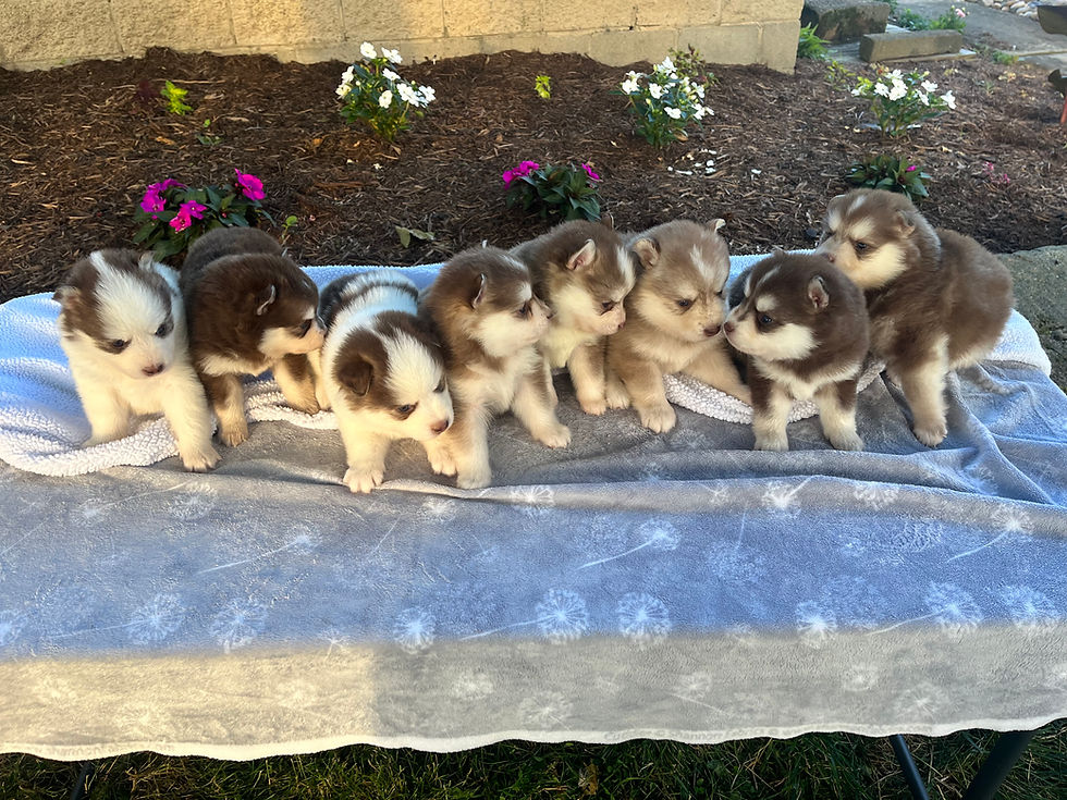 Thumbnail: Kendra x Caspen litter