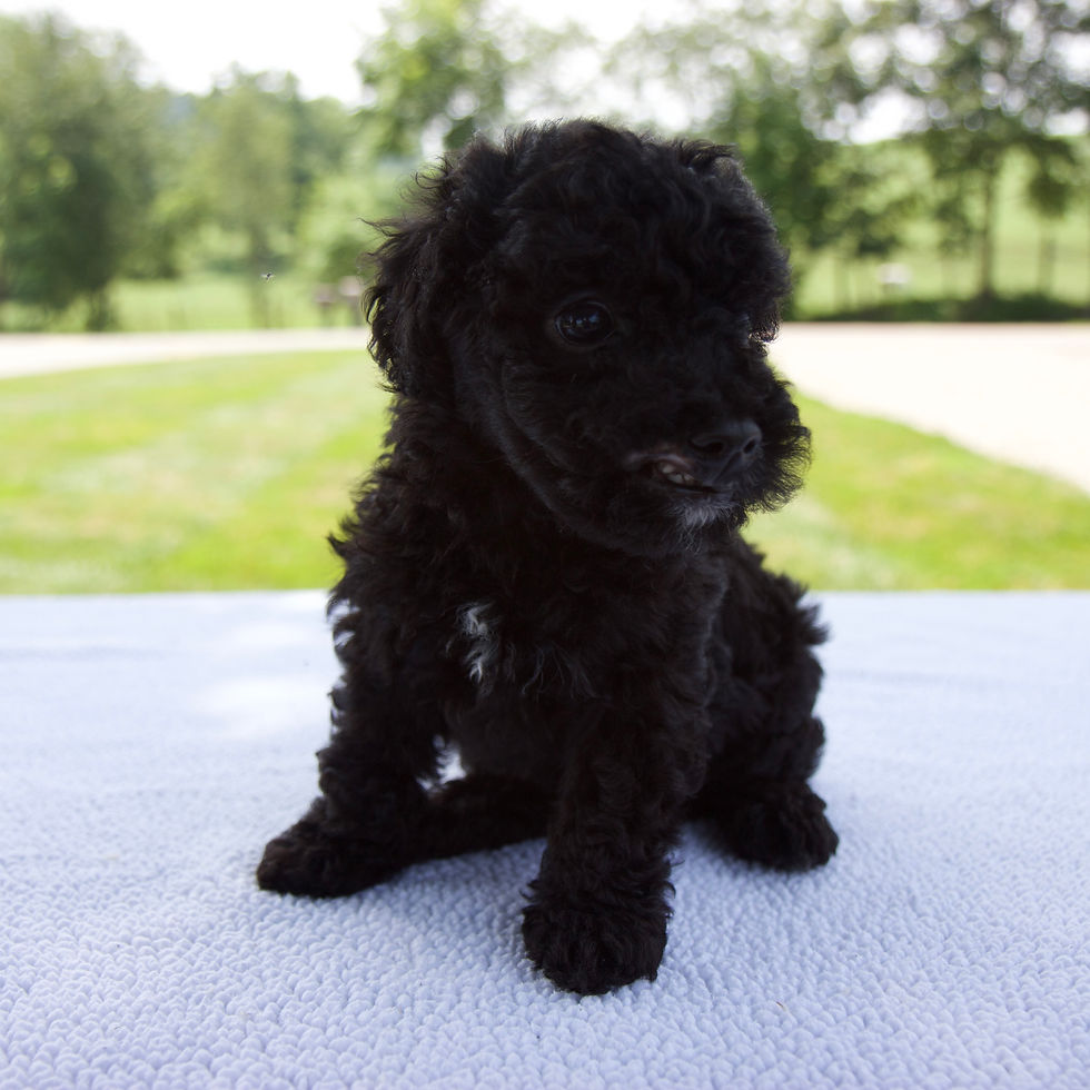Thumbnail: Axle Miniature Poodle