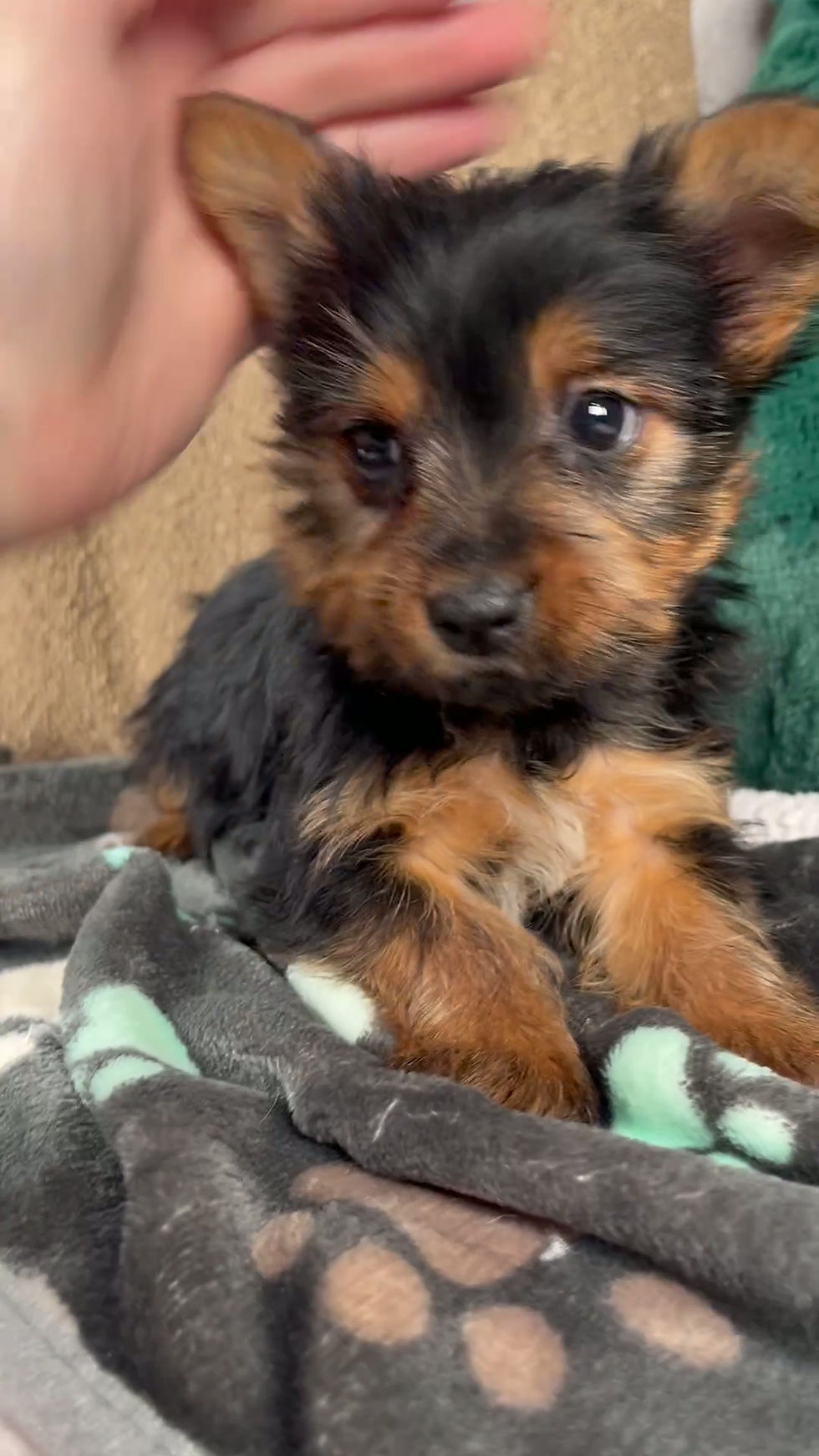 Thumbnail: Gail Yorkie