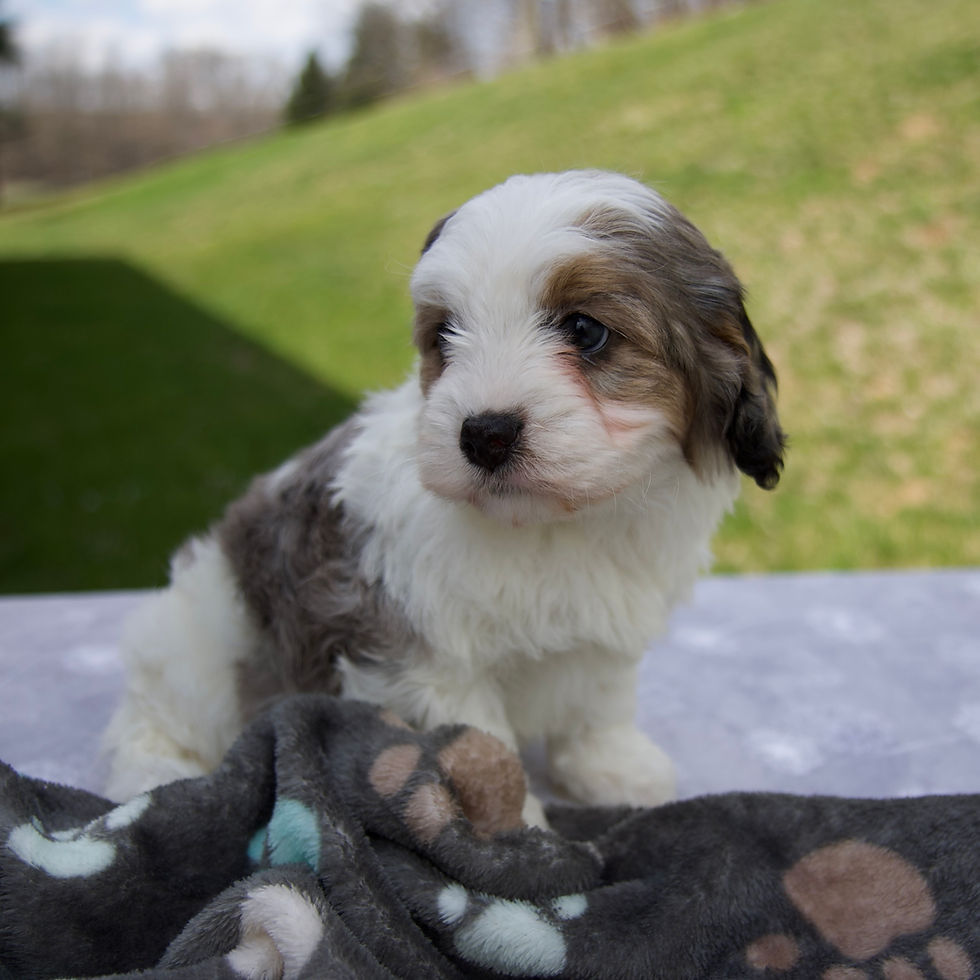 Thumbnail: Ben Cavapoo